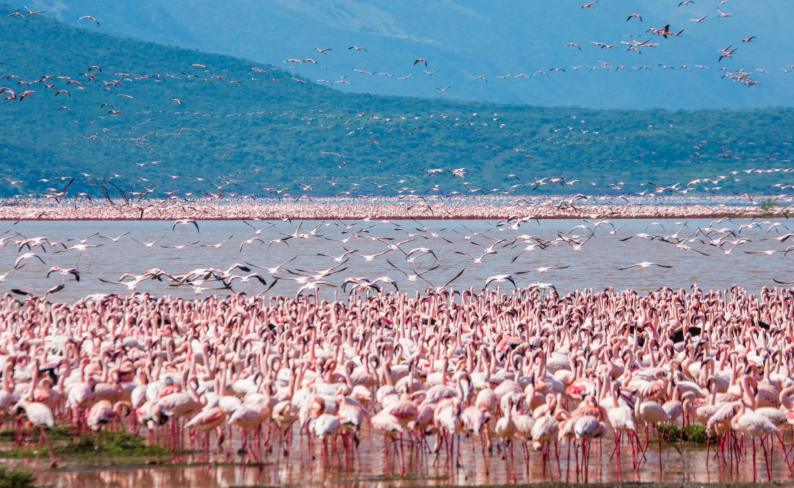 Hundreds Of Flamingos In Lake Nakuru