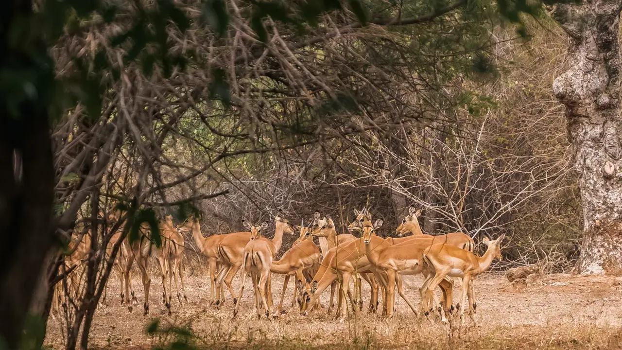 Chobe Reserve