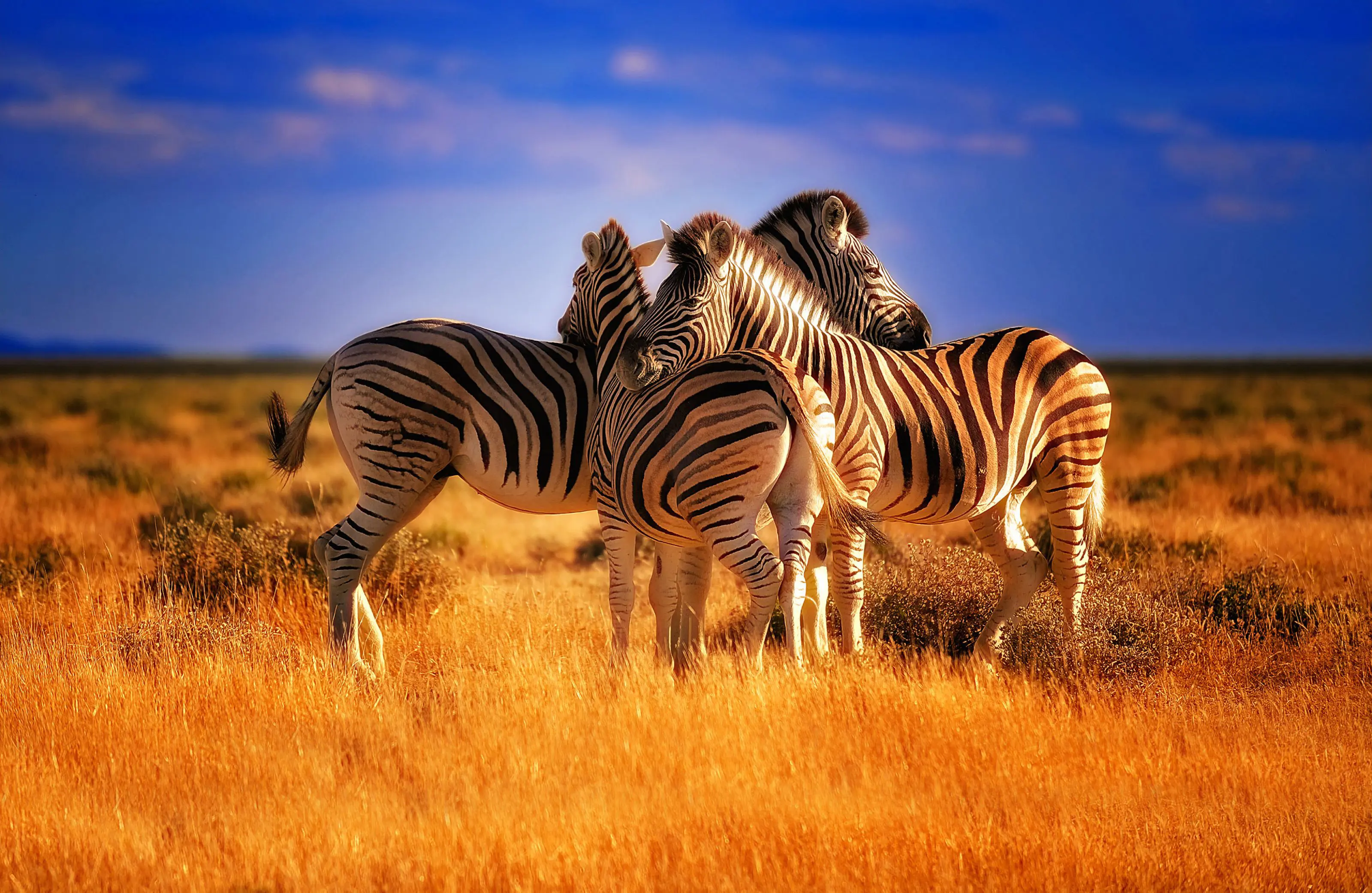 Zebras in Kenya