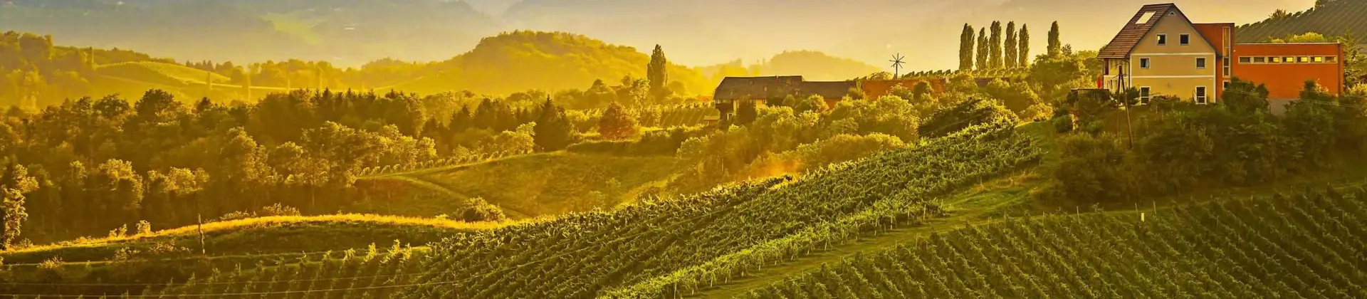 Rolling vineyards bathed in golden sunset light with a farmhouse on a hill in Tuscany, Italy