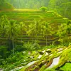 1920 Adobestock 105400668 Rice Terraces, Tegallalang Village, Ubud, Bali, Indonesia