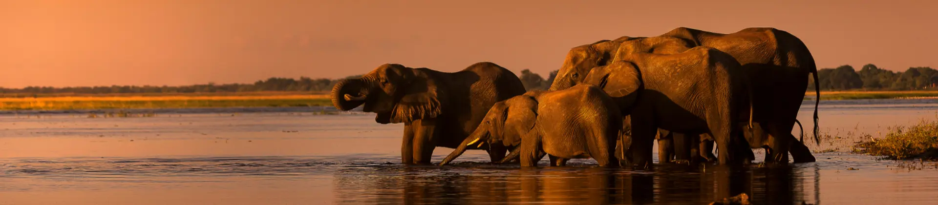 Shutterstock 1817793167 Safari Hero