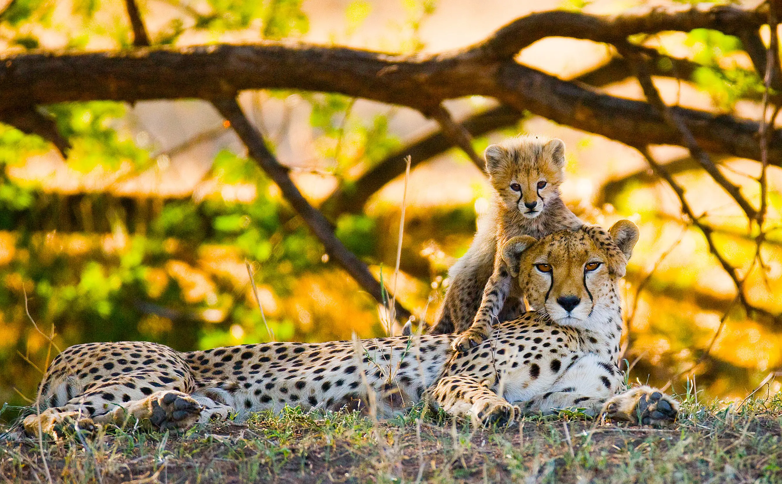  Cheetah In Kenya
