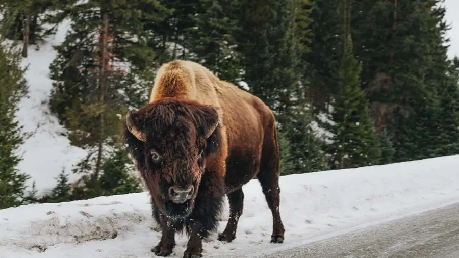 Bison