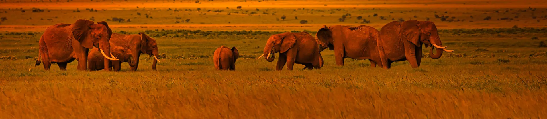 Elephants in Tsavo West National Park In Kenya