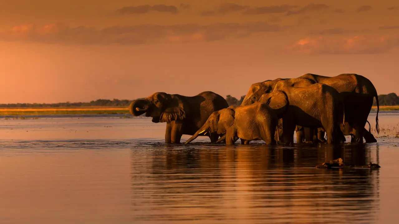 Elephants in the water in South Africa