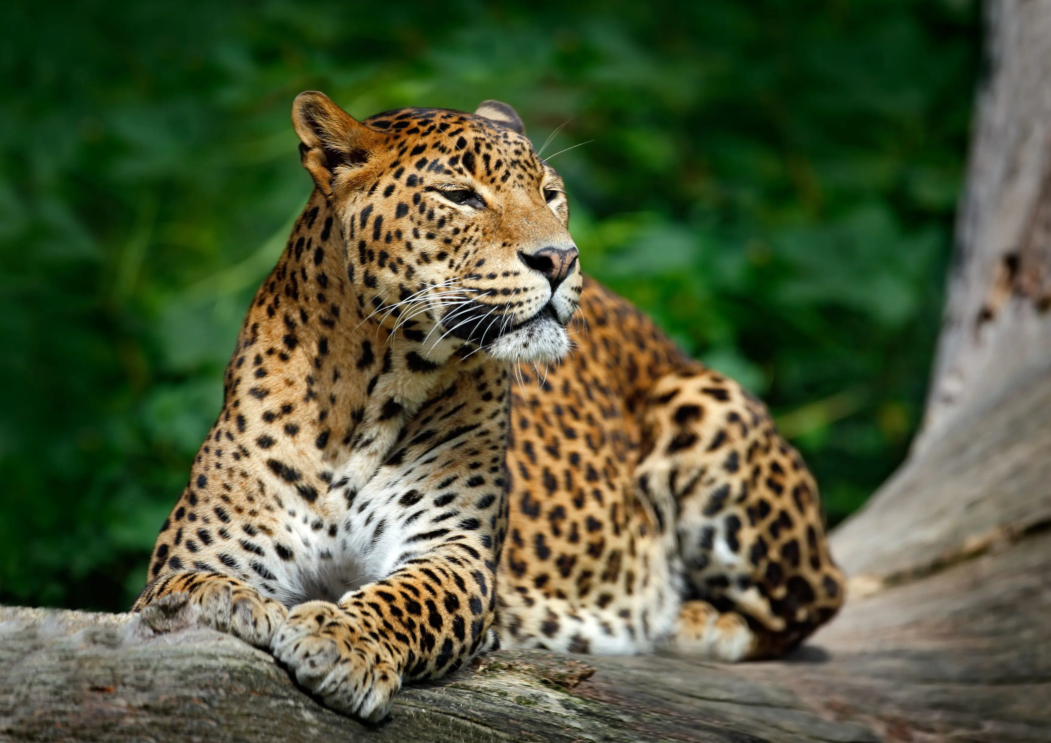 Leopard in Tree in Sri Lanka