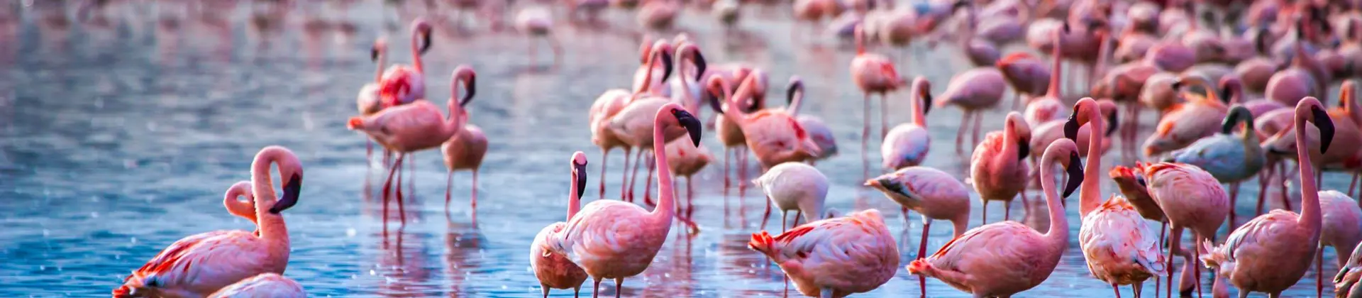 Flamingos At Lake Nakuru, Kenya