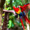 1920 Adobestock 189379767 Scarlet Macaw, Costa Rica