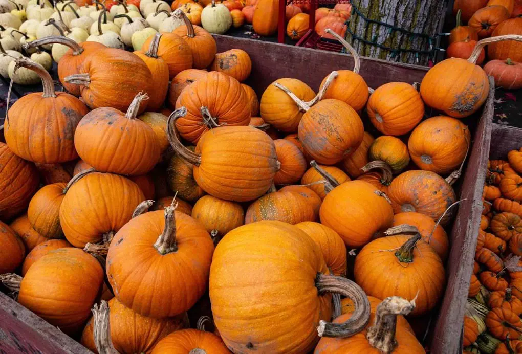 Canada Autumn00005